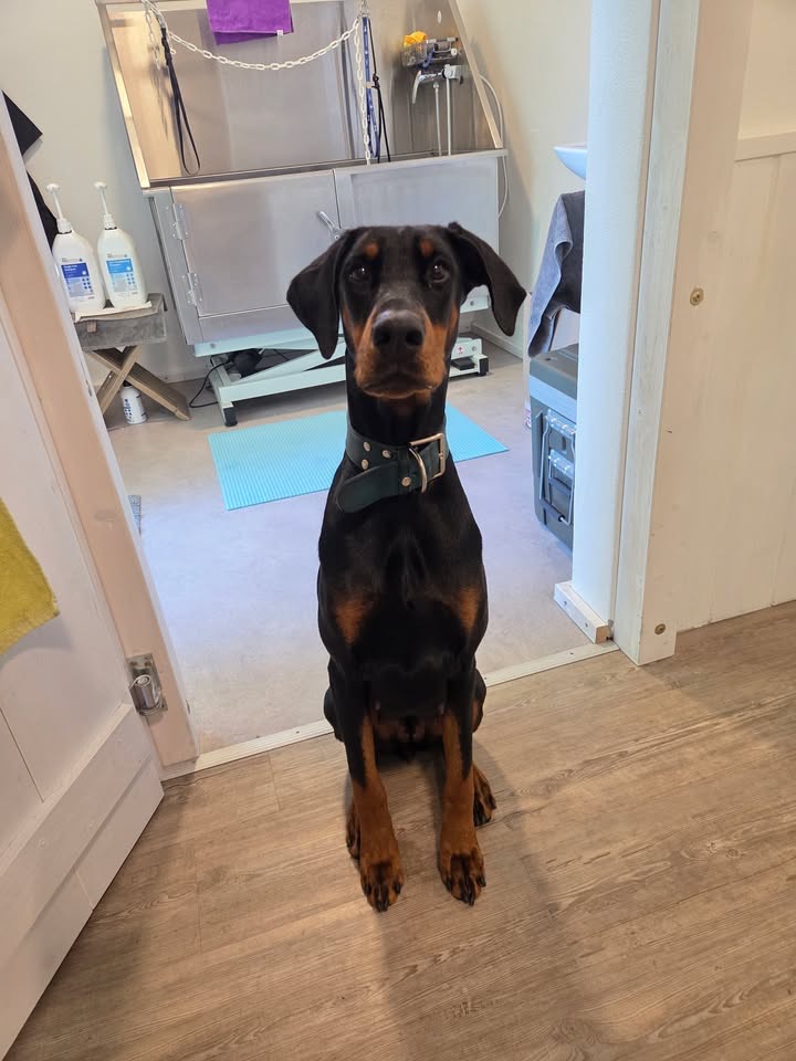 Raya, die Dobermann-Hündin von Jessica Kanzler